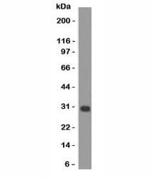 BCL2L1 / BCL-XL Antibody (aa3-14, clone 2H12)