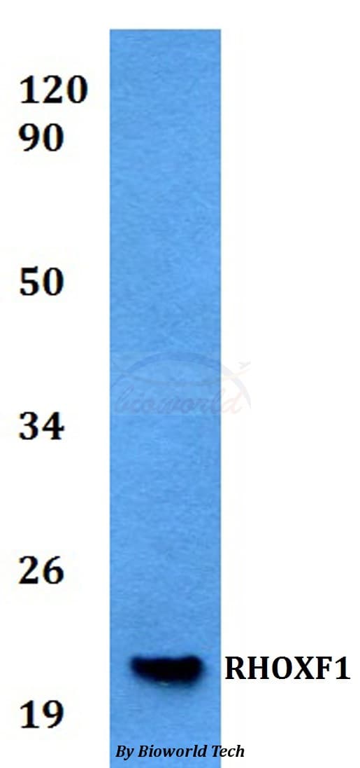 RHOXF1 Antibody