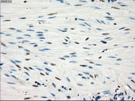 GBP2 Antibody (clone OTI2G6)