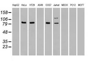 BRAF / B-Raf Antibody (clone OTI4B2)