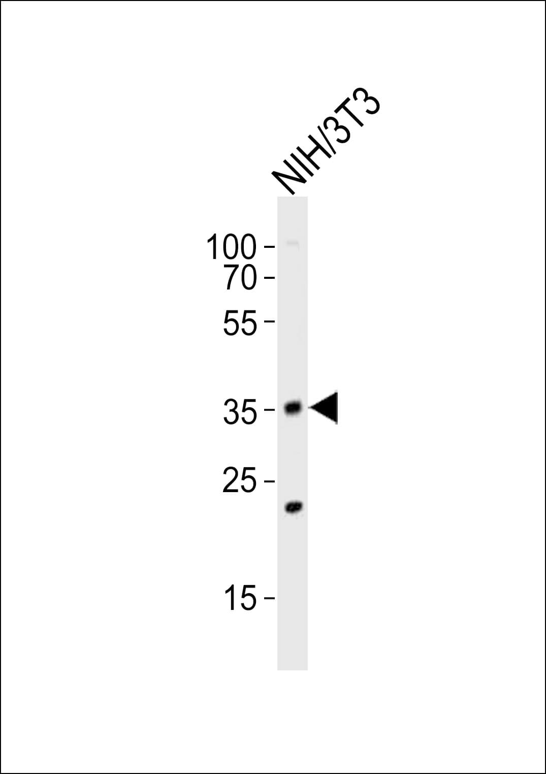 WDR5 Antibody (aa321-354)