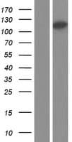 ARMC4 Protein (Over-Expression Lysate Myc-DDK (Flag))