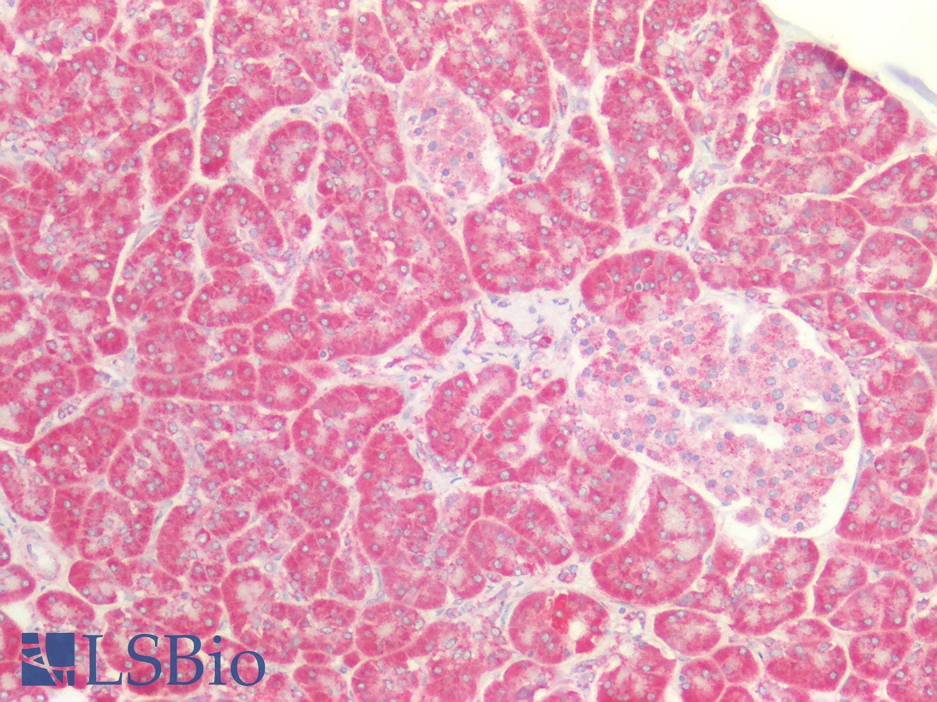 IHC-plus™ PTGES2 Antibody