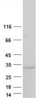 Human MOB4 / PHOCN Protein (Recombinant Myc-DDK (Flag))
