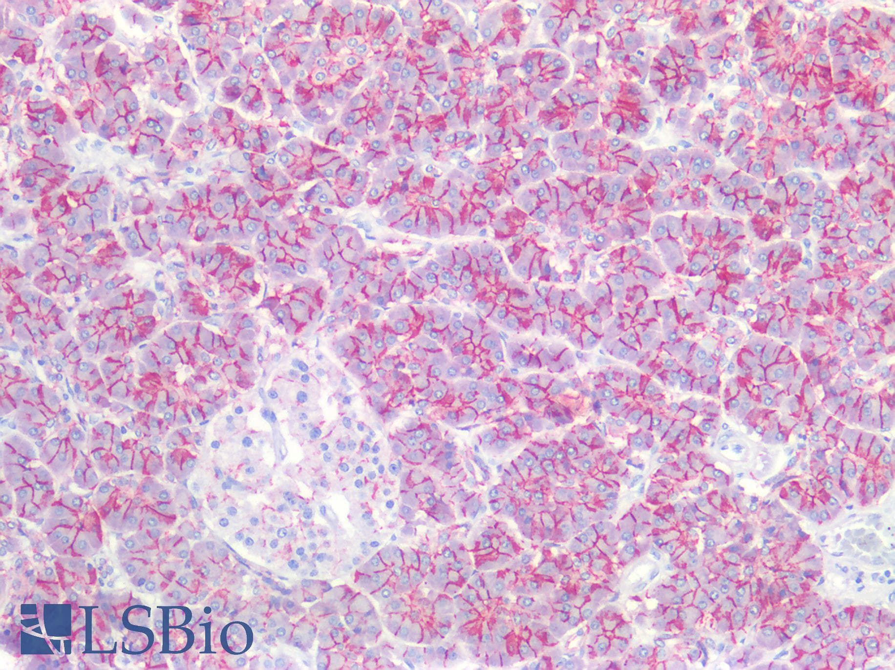 PathPlus™ CLDN3 / Claudin 3 Antibody (140-220 aa, C-terminal)