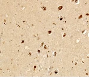 Monoclonal Mouse anti-Human ANPEP / CD13 Antibody (clone WM15, IHC, IF)