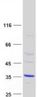 Human DPH6 / ATPBD4 Protein (Recombinant Myc-DDK (Flag))