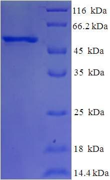Human EIF3G Protein (Recombinant His-SUMO)