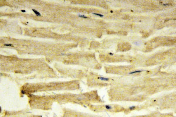 CKMT2 Antibody (Trp262)