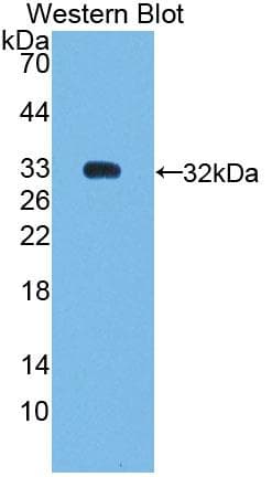 NR0B2 Antibody (aa1-257, FITC)