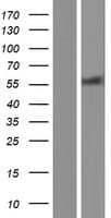 HDAC2 Protein (Over-Expression Lysate Myc-DDK (Flag))