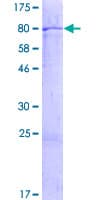Human ZNF680 Protein (Recombinant GST)