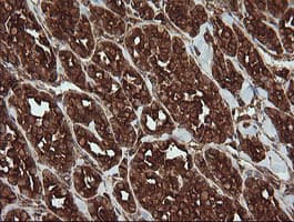 POGK Antibody (clone OTI2G8)