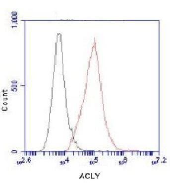 ACLY / ATP Citrate Lyase Antibody (C-Terminus)