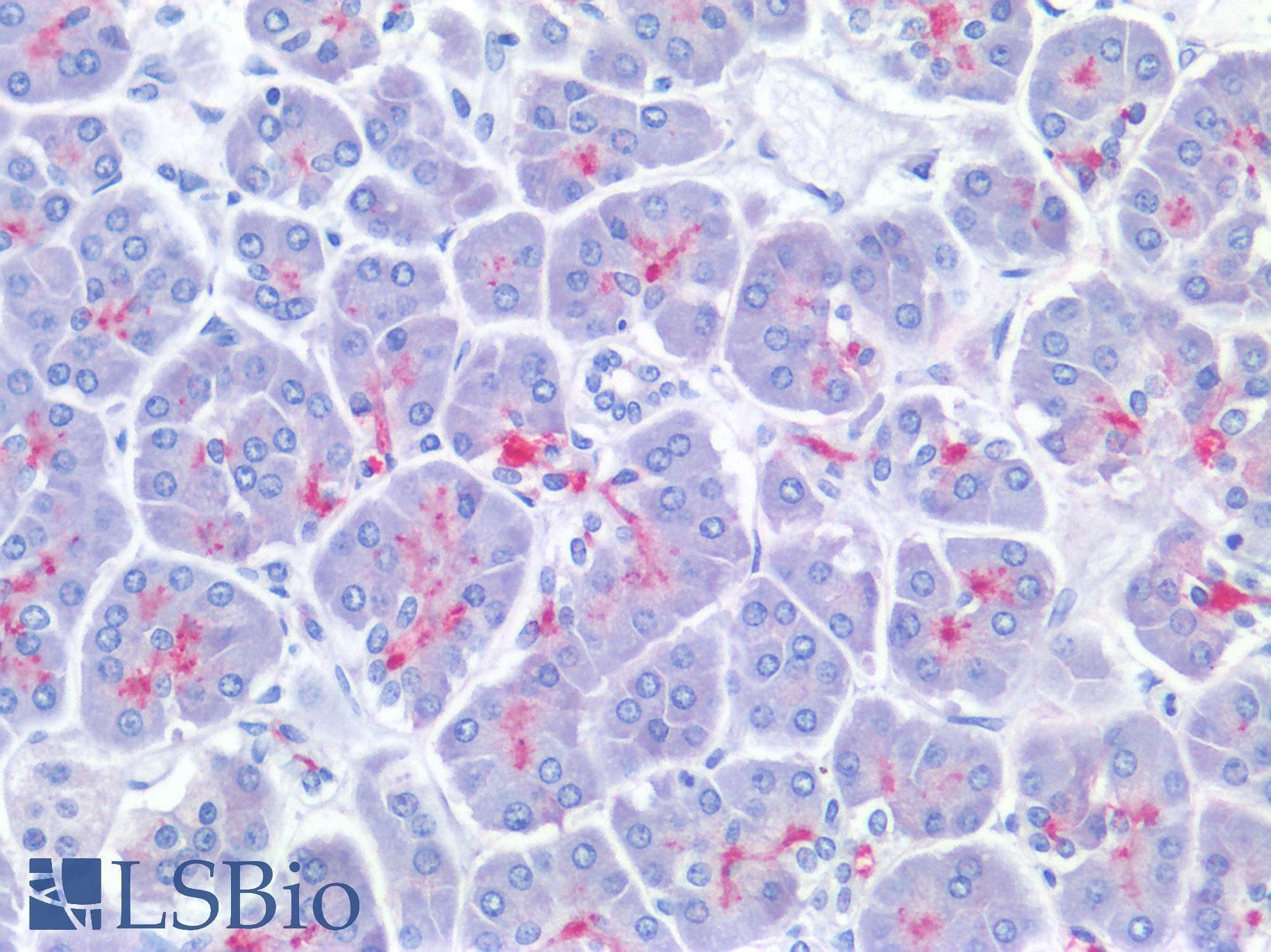 IHC-plus™ Polyclonal Rabbit anti-Human GP2 Antibody (IHC, WB)