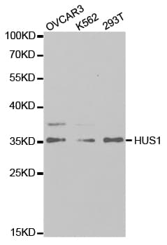 HUS1 Antibody
