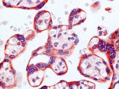 CHEMR23 / CMKLR1 Antibody (clone 1A7)