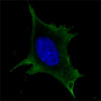 IHC-plus™ Monoclonal Mouse anti-Human CALR3 Antibody (clone 1G6A7, IHC, IF, WB)