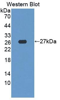 SDF2L1 Antibody