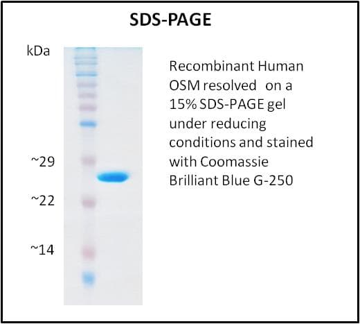 Human OSM / Oncostatin M Protein (Recombinant)