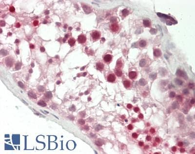 Polyclonal Rabbit anti-Human DEFB129 Antibody (aa108-157, IHC, WB)