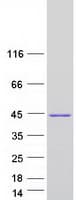 Human CAB39 / MO25 Protein (Recombinant Myc-DDK (Flag))