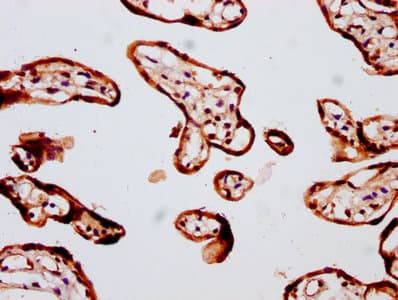 IHC-plus™ FBP / FOLR2 Antibody