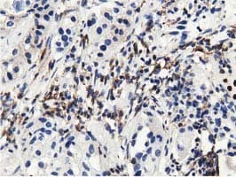 MICAL1 / MICAL Antibody (clone OTI4B1, Carrier-free)