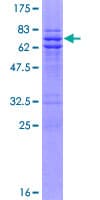 Human UBE1L2 / UBE1L2 Protein (Recombinant GST)