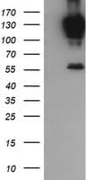 PCDH7 Antibody (clone OTI1F7)
