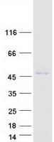 Human RASSF7 Protein (Recombinant Myc-DDK (Flag))