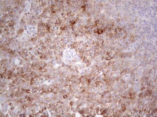 PLCXD1 Antibody (clone OTI2D7)