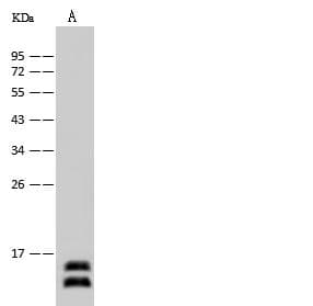 Polyclonal Rabbit anti-Human H3F3A Antibody (WB)