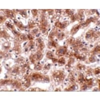 CUEDC1 Antibody