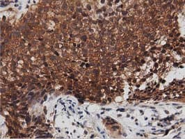 DNAJA2 Antibody (clone OTI1G3)