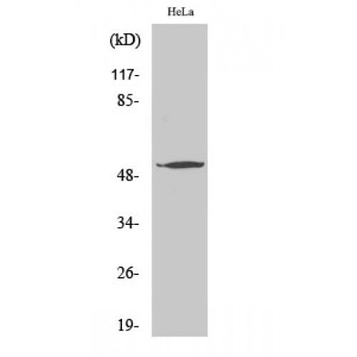 ATF7 Antibody (10-90 aa, Internal)