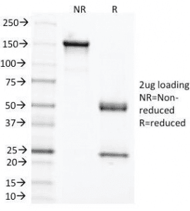 CEA / Carcinoembryonic Antigen Antibody (clone C66/1291, Azide-free, BSA-free)