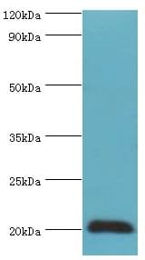 HSPB2 / HSP27 Antibody (aa1-182)