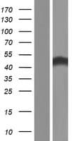 PNMAL1 Protein (Over-Expression Lysate Myc-DDK (Flag))