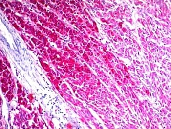 CD63 Antibody (clone SPM524)