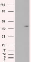 MYC / c-Myc Antibody (clone OTI3F2)