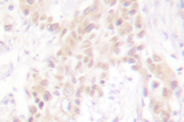 Polyclonal Rabbit anti-Human Histone H3 Antibody (Thr22, IHC, WB)