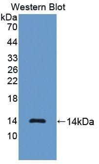 NPPB / BNP Antibody (Biotin)
