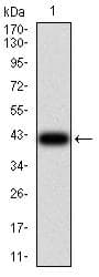 Monoclonal Mouse anti-Toxoplasma gondii ROP1 Antibody (clone 4A7E12, IHC, WB)