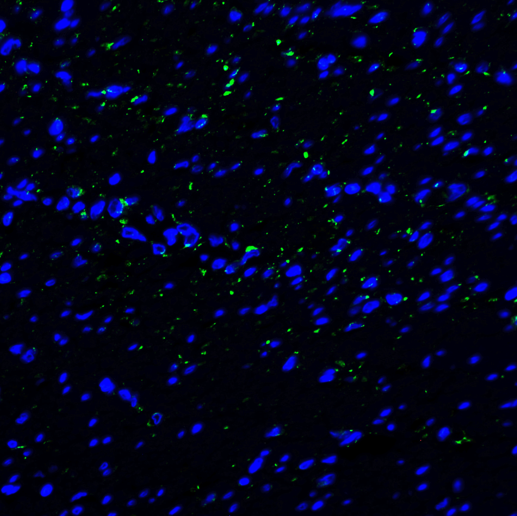 Monoclonal Mouse anti-Human HAVCR2 / TIM-3 Antibody (clone 10C10, IHC, IF, WB)