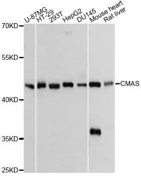 Polyclonal Rabbit anti-Human CMAS Antibody (WB)