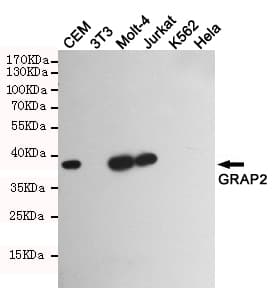 GRAP2 / GRID Antibody