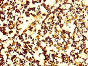 CNPY4 Antibody