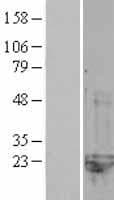 CNRIP1 Protein (Over-Expression Lysate Myc-DDK (Flag))