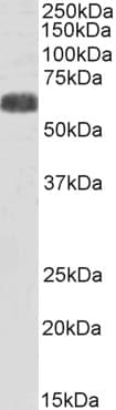 IHC-plus™ SLC7A6 Antibody (C Terminus)